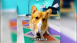 养过一百只宠物才知道的养宠物小妙招，让你看完直呼哇塞