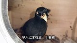 小伙放两颗鸽子蛋给八哥鸟孵，八哥没有啄破，当成自己鸟蛋孵