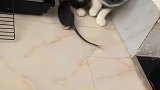 猫：主人快来，这里有只耗子要咬我！