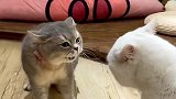 猫界吵架名场面，你觉得哪两只最搞笑？