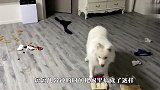 主人不陪萨摩耶玩，小心眼狗子恶意报复，主人要哭晕了