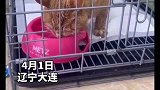租客悄悄溜了，留下一堆卖不出去的宠物 出租 动物
