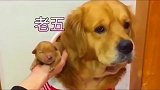 萌宠：孩子太多负担太大了，金毛生完孩子后接受不了