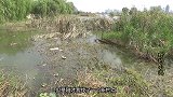 大板鲫最喜欢躲藏在这种重障碍草区，食物多又安全，天然的鱼窝