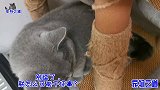 这只胖公猫又闯祸了，被主人训斥后一脸不服气，俨然表情帝