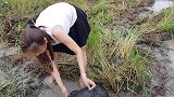 乡村稻田全是鱼，妹子带着桶就来抓，每次都能抓满一桶野生鱼！