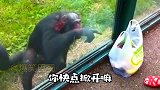 猩猩会说话，笑翻一坝坝！这哪是配音呀，这是原声！
