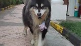 走的猫步叼着钥匙还走那么慢