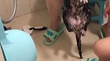 猫：来点儿痛快的，放洗衣机里甩干吧！