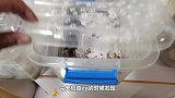 凶猛鳄鱼大战铁甲龙虾，铁甲与铠甲的火花碰撞，战斗场面一度失控