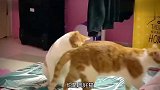 猫：这味你怎么下得了嘴，比我拉的味还大