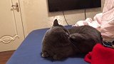 第一次看到胖猫把脚举过头
