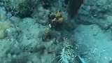 龙虾一次抓多少才算多？堆成小山可否？