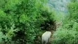 泪目，警犬离世前跋涉80公里在战友墓旁长眠！ 借月