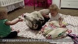 男子救助过一头狮子，7年后见到救命恩人，狮子的情绪失控了