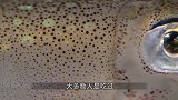 海星要怎么吃？大多数人只是看过，却少有人吃！
