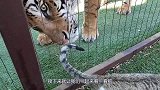 小老虎第一次见到橘猫以为是同类，扑上去又亲又咬，这也太可爱了
