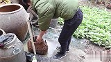 大晚上去海里，只为做一种舌尖上的美食，沙蟹汁