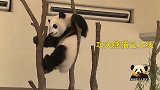 熊猫团子今日卖萌主题：功夫熊猫的练功日常