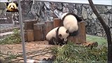 软萌的双胞胎熊猫宝宝在妈妈身后追逐打闹，像小孩子一样调皮