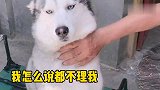 闪电真是又懂事 又可爱