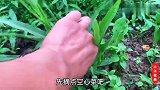 贵州小江家原生态火塘炒菜就是香，刚卖了两头大肥猪，今晚全是肉