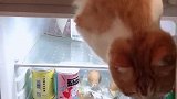 猫：我就看看冰箱里有没有小鱼干，你吼我干嘛！
