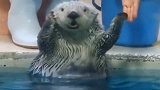 海獭洗澡：嗯沐浴露呢我要沐浴露！