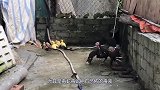 非洲牛蛙在土壤里“藏身”，长舌一弹，毒蛇瞬间被“爆头”了！