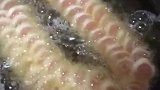 香肠小零食的做法