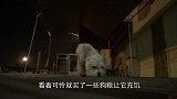 感动！暴雨中遇到小土狗，在细心照顾下后，外人见到狗狗就夸！