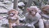 当危险临时，野生动物园里的猴妈，用行动诠释了母爱伟大！
