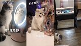 喵星人对着镜子欣赏自己的盛世美颜,原来动物也有一颗爱美的心呀