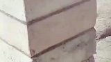 白狗在挖坑黑狗帮放哨，看到主人来了立马暗示白狗