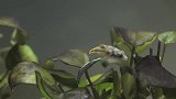 生活在水下的小河豚无忧无虑的太萌了