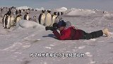 第一次见企鹅打架，它们打架都这么萌的吗，一巴掌下去还伤及无辜