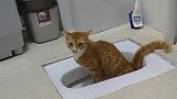 橘猫：主人你干啥呢，我在拉屎呢！