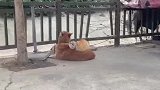 两只猫咪趴在狗狗背上相互取暖