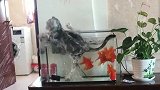 全网唯一一只，把自己掉进鱼缸里的猫咪，逃跑的速度简直太快了！