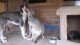 家狼阻止牧羊犬靠近，原来是狗窝中有狼宝宝