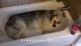 让哈士奇看护宝宝，一发现宝宝在哭泣，二哈反应让人笑喷