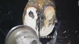 公牛走路一瘸一拐，主人观察后才发现，牛蹄中的“异物”