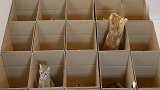 你敢试试吗据说要看到12只猫咪的人，视力才算正常