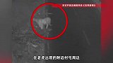 吉林一地野生老虎出没，“体型健硕，边走边张望”