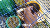 野外灭绝的天竺豚鼠，今天一下整了2只回来，可惜小奶牛离我而去