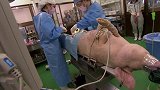 日本培育出“半人半猪”，长着人类的器官，还能供人使用！
