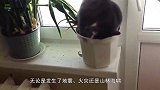 猫咪正在熟睡，主人故意拉扯熟睡猫咪，猫咪的反应太好玩了