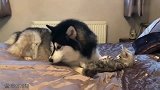 自从家里多了一只猫咪，阿拉斯加犬的生活乐趣多了不少