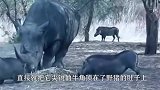 犀牛挑衅长颈鹿，只见“啪”的一声，长颈鹿对着犀牛的头就是一脚