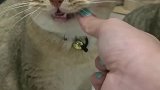 猫：铲屎的，剩下的一半小鱼干给你吃吧！